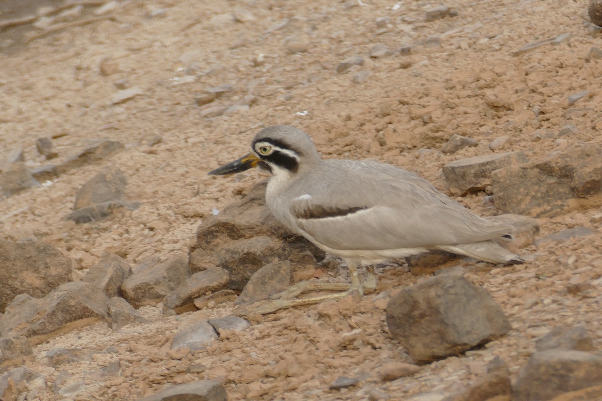 Great Thick-knee - ML577228181