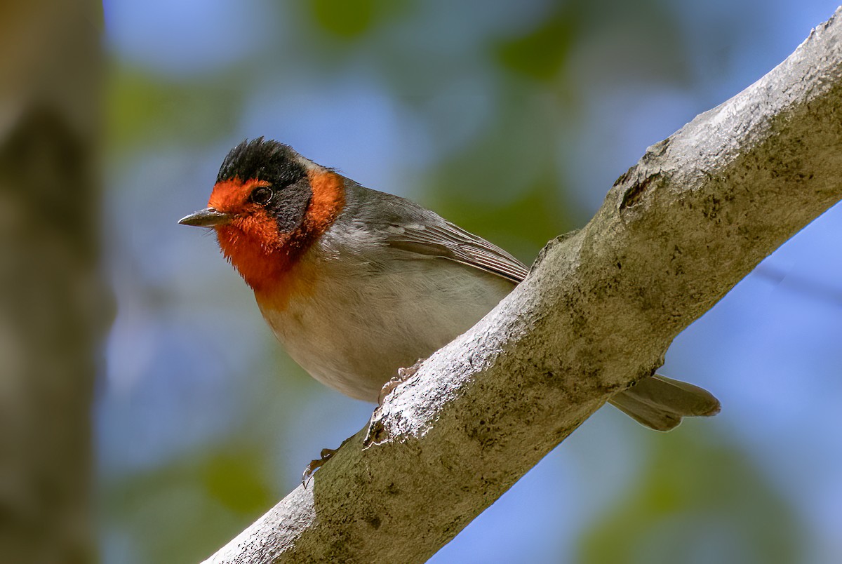 Red-faced Warbler - Iris Kilpatrick