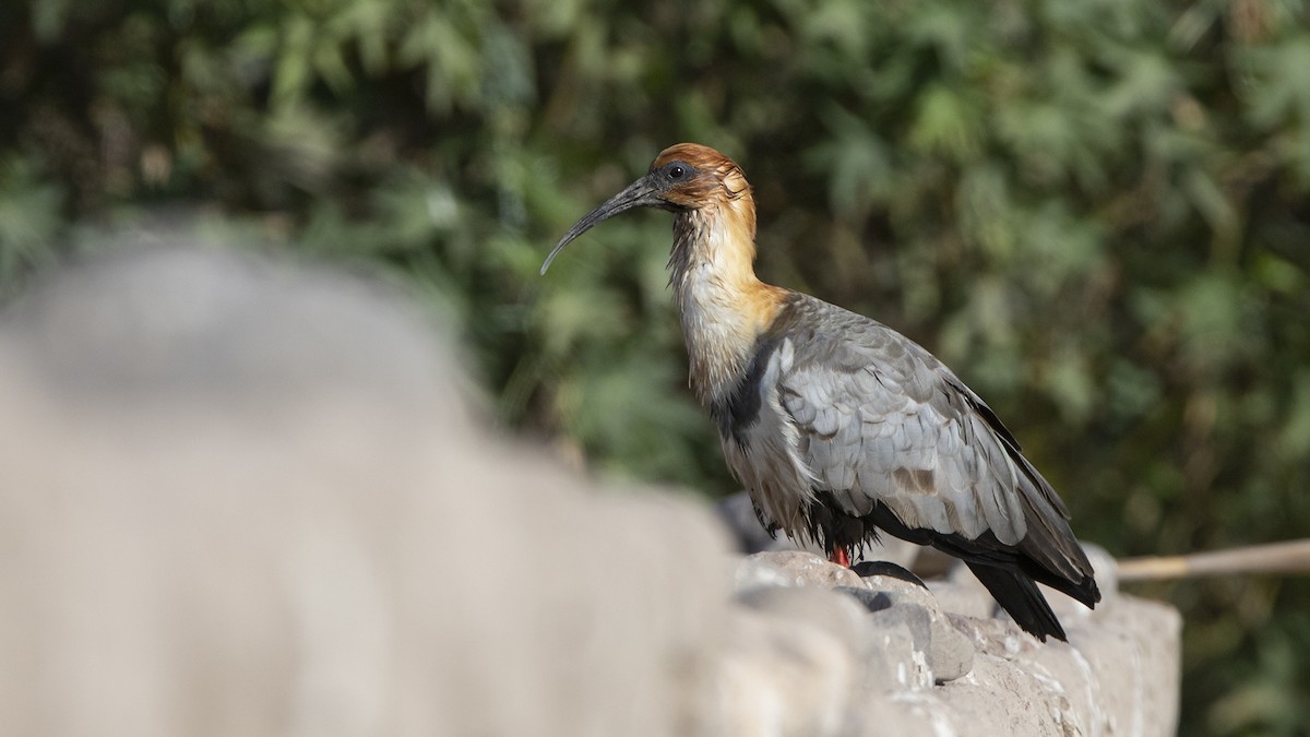 Andean Ibis - Pedro Allasi Condo - COAP - COLLAGUA BIRDER
