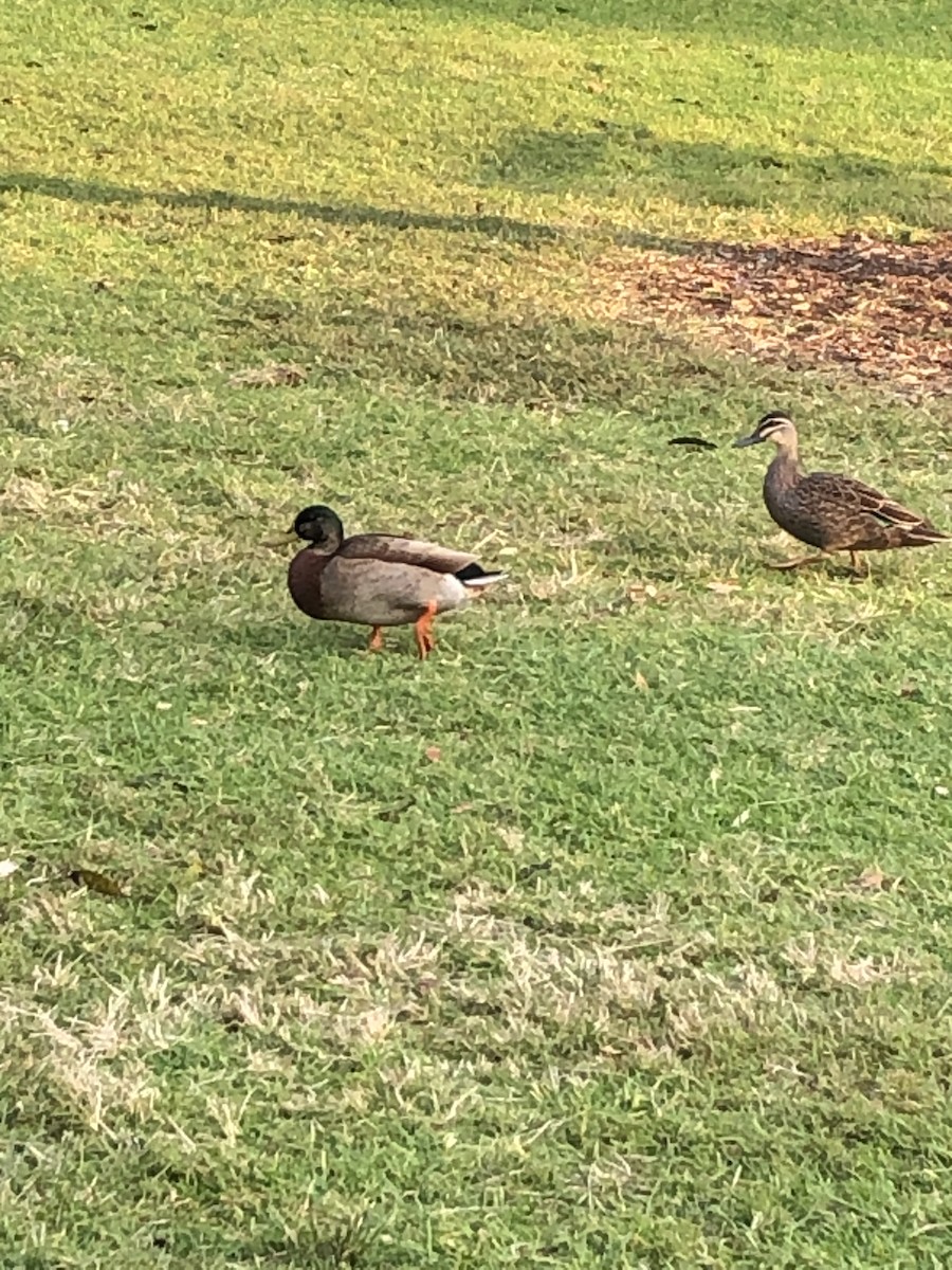 Ebird Checklist May Centennial Park Sydney Species