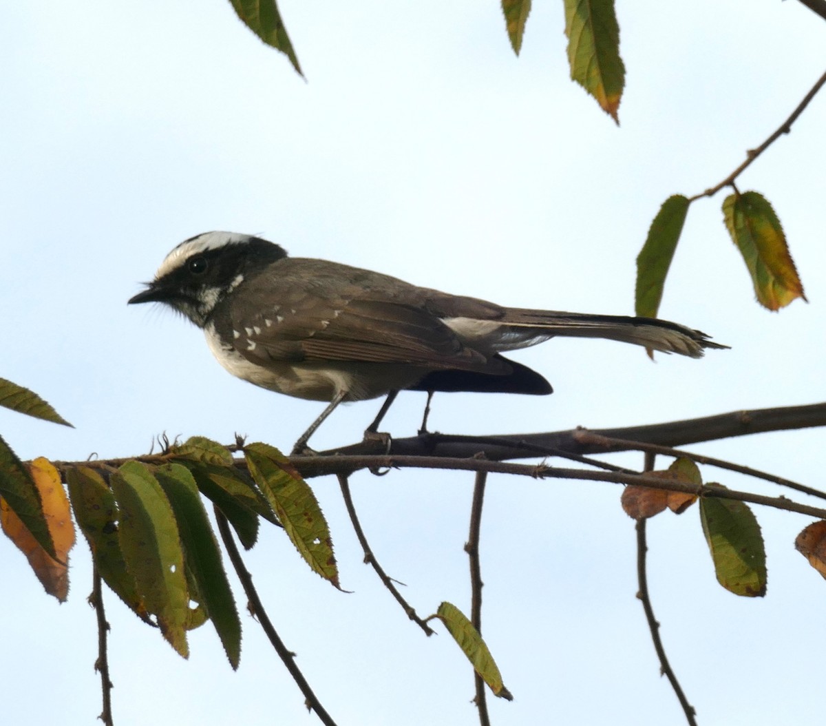 White-browed Fantail - ML577232421
