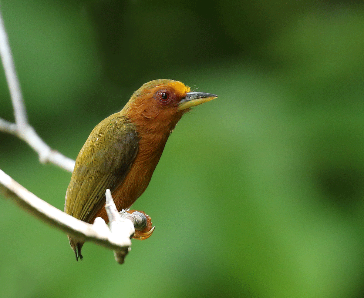 Rufous Piculet - Dave Bakewell