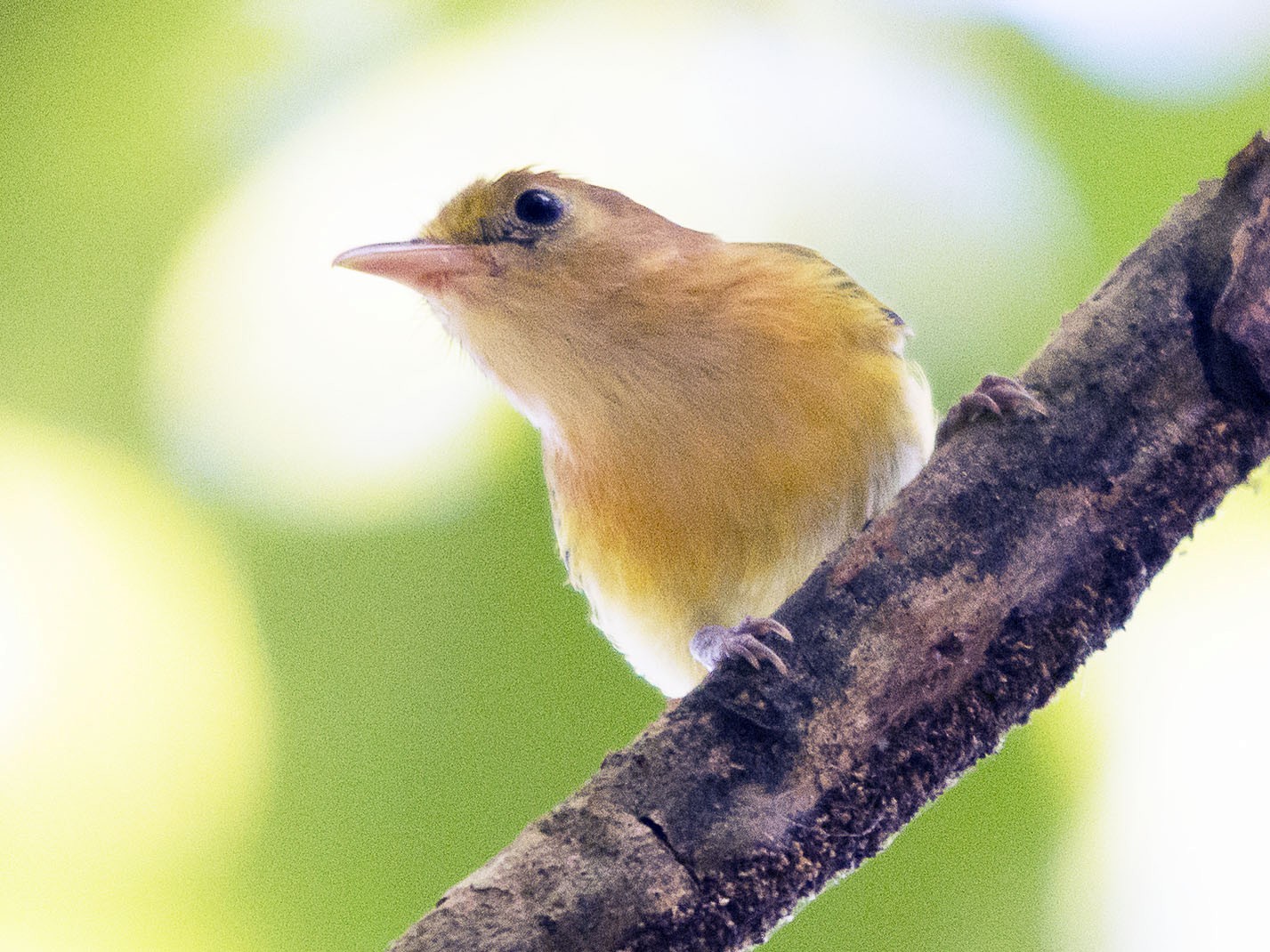Golden-fronted Greenlet - Jerome Foster