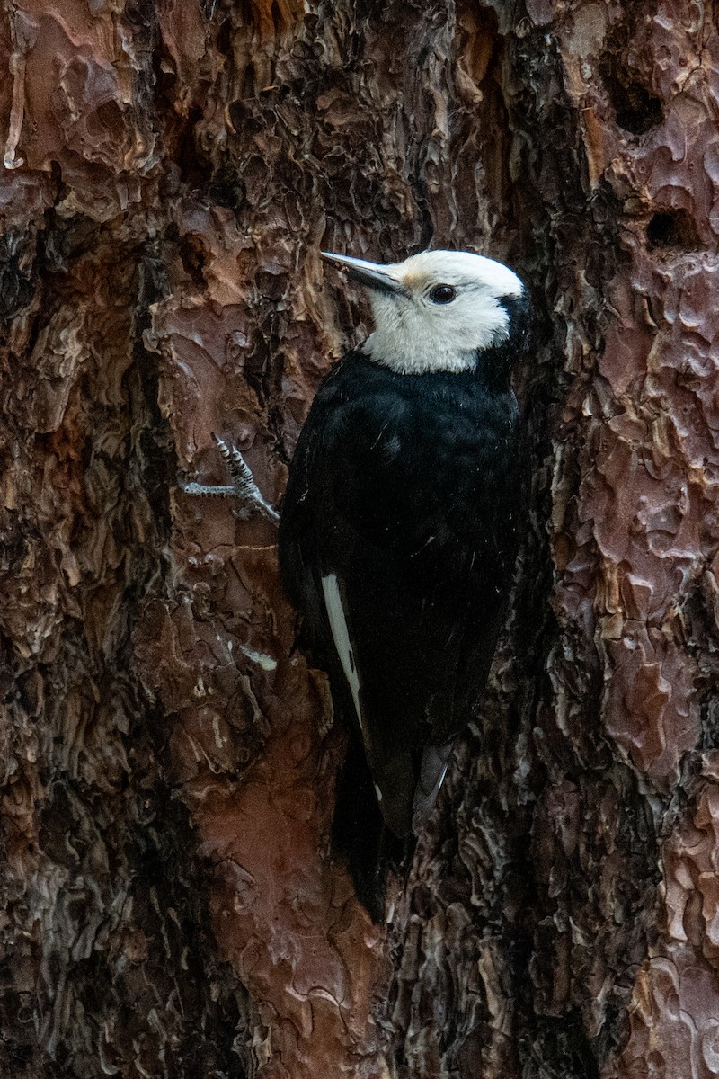 White-headed Woodpecker - ML577237301