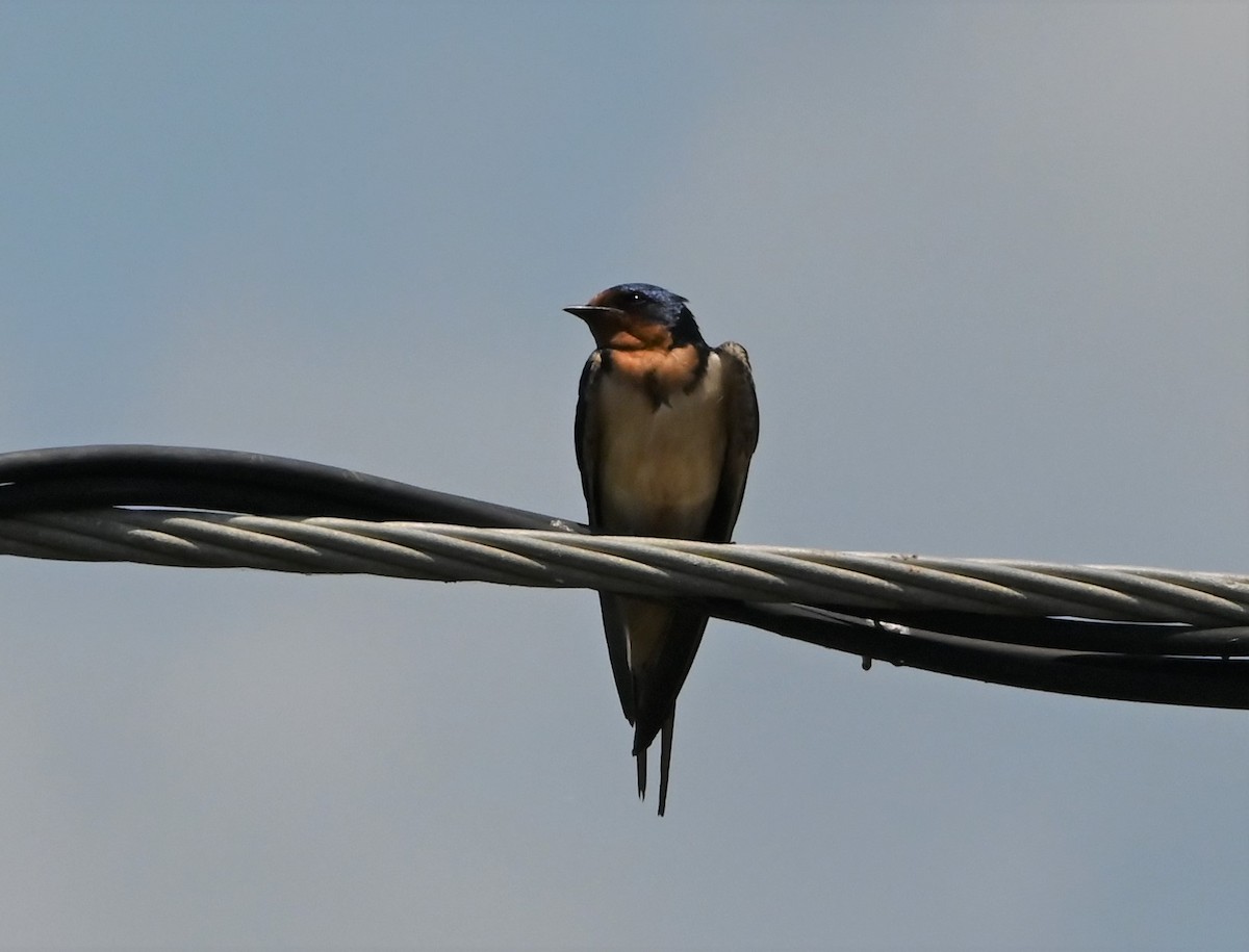 Barn Swallow - ML577245081