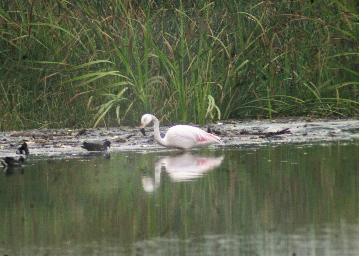 Chilean Flamingo - ML577249561