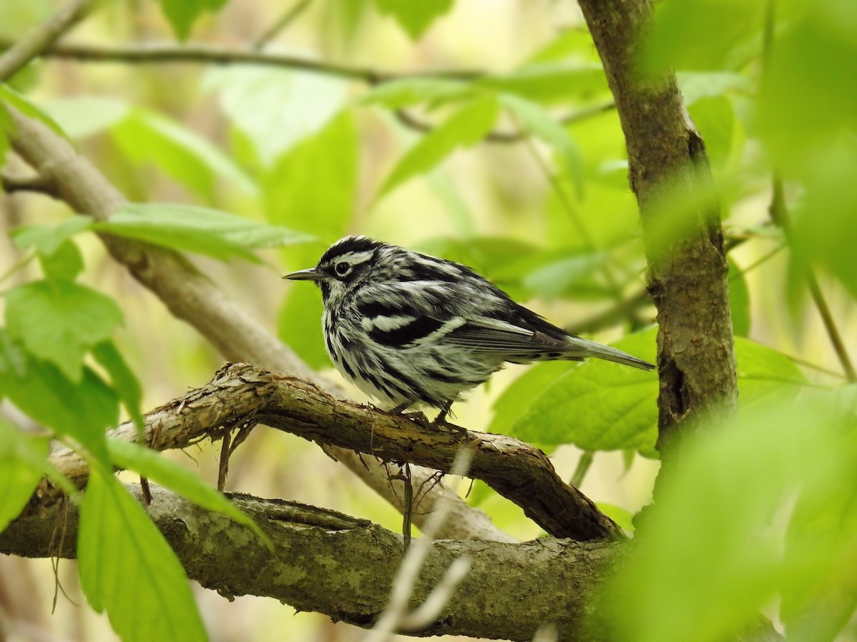 Black-and-white Warbler - ML57725231