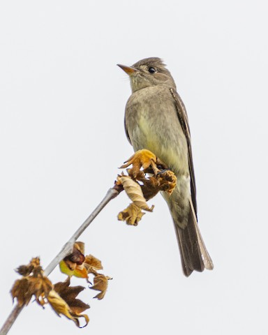 Western Wood-Pewee - James Kendall