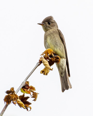 Western Wood-Pewee - James Kendall