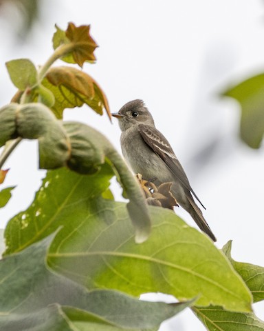 Western Wood-Pewee - James Kendall