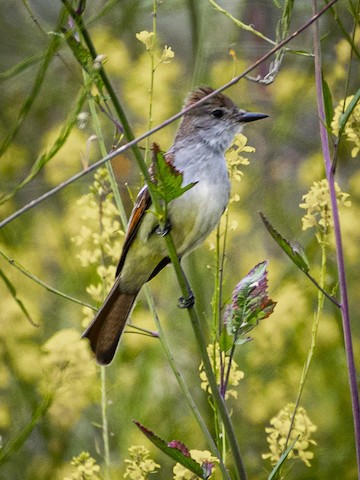 Ash-throated Flycatcher - James Kendall