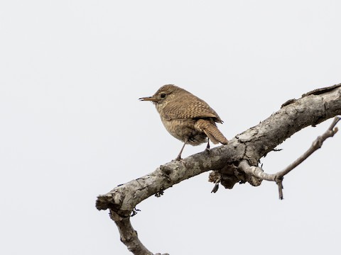 House Wren - James Kendall