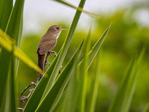 House Wren - James Kendall