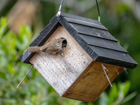 House Wren - James Kendall