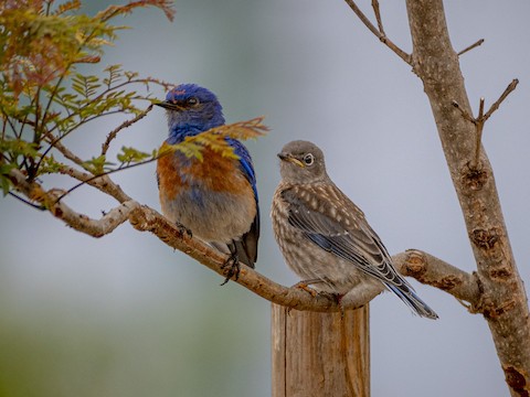 Western Bluebird - James Kendall