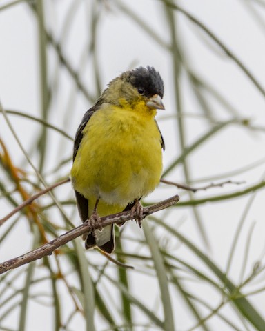 Lesser Goldfinch - James Kendall