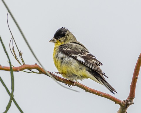 Lesser Goldfinch - James Kendall