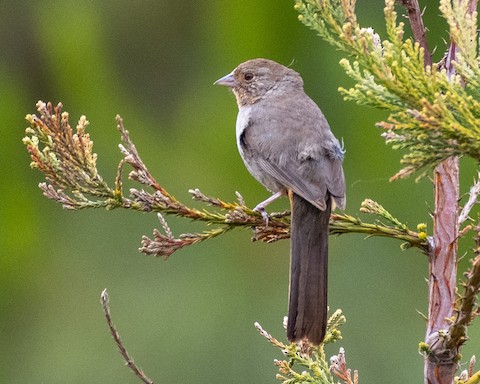 California Towhee - James Kendall