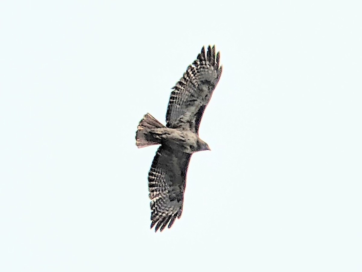 Red-tailed Hawk - ML577256711
