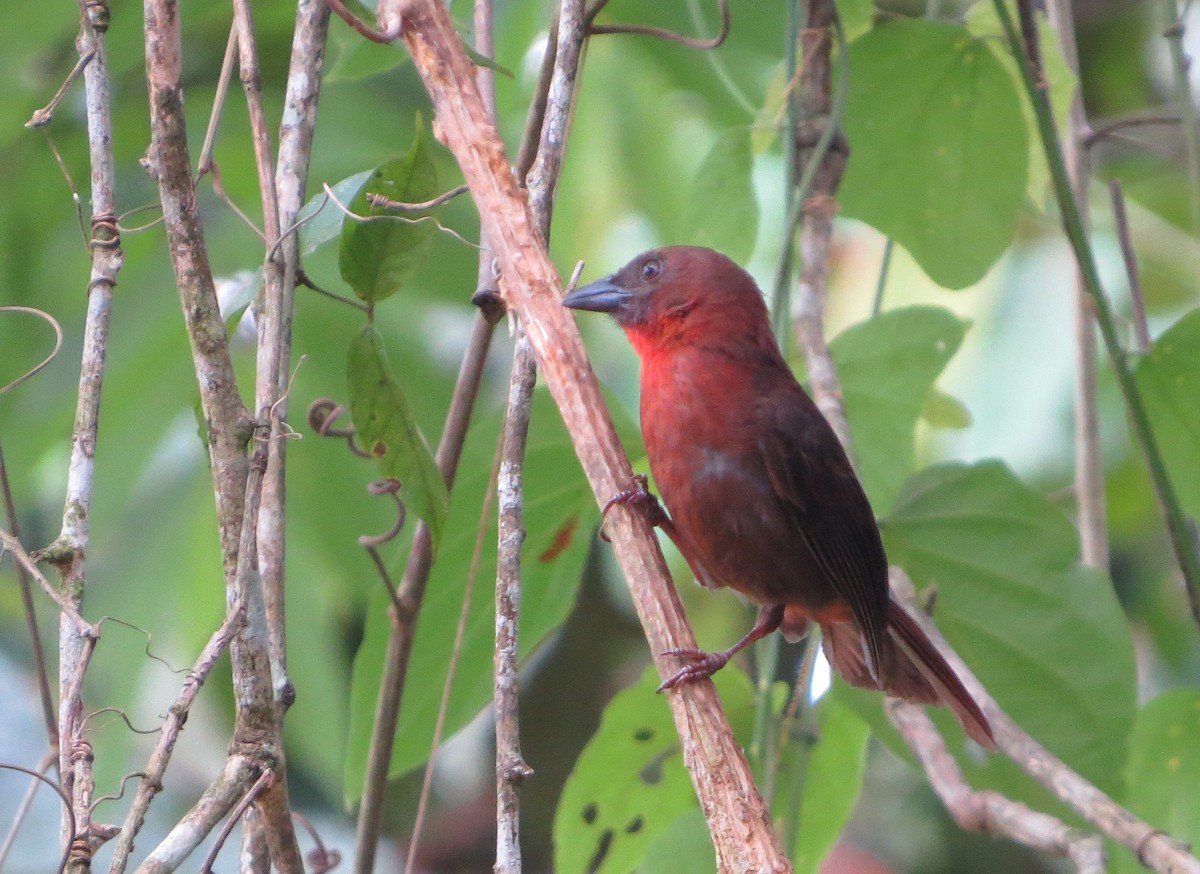 Red-throated Ant-Tanager - ML577258621