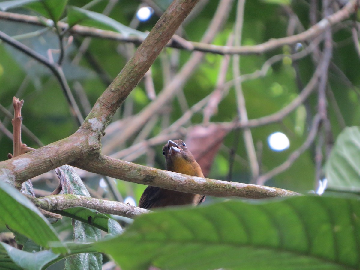Red-throated Ant-Tanager - ML577258631