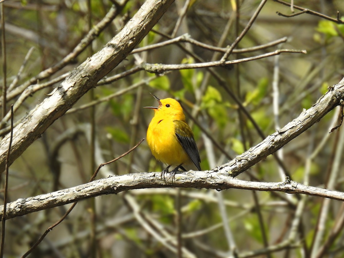 Prothonotary Warbler - ML57725891