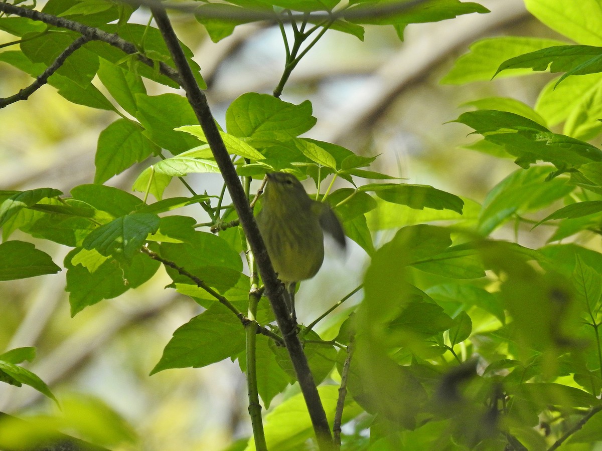 Orange-crowned Warbler - ML57726061