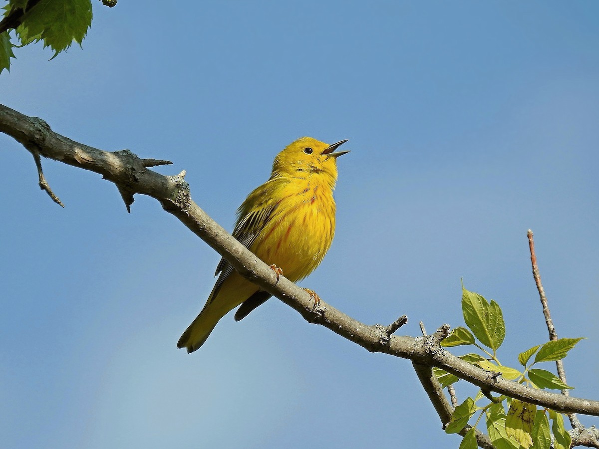 Yellow Warbler - Joseph Boros