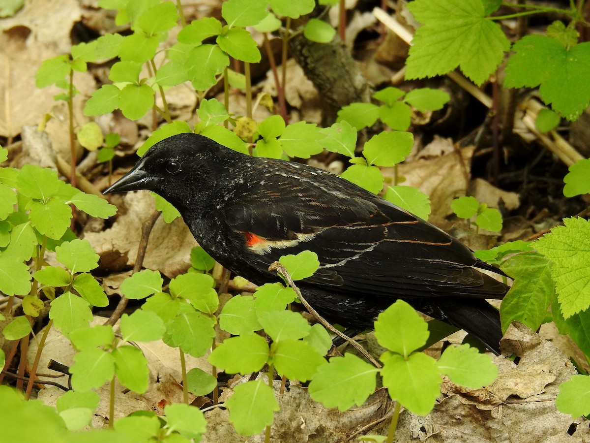 Red-winged Blackbird - ML57726281