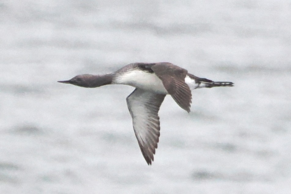 Red-throated Loon - ML577264291