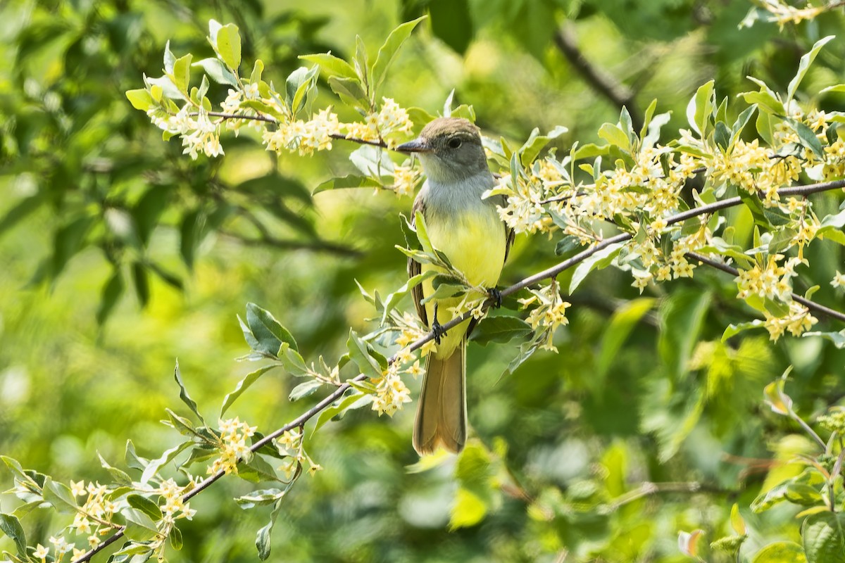 Great Crested Flycatcher - ML577265681