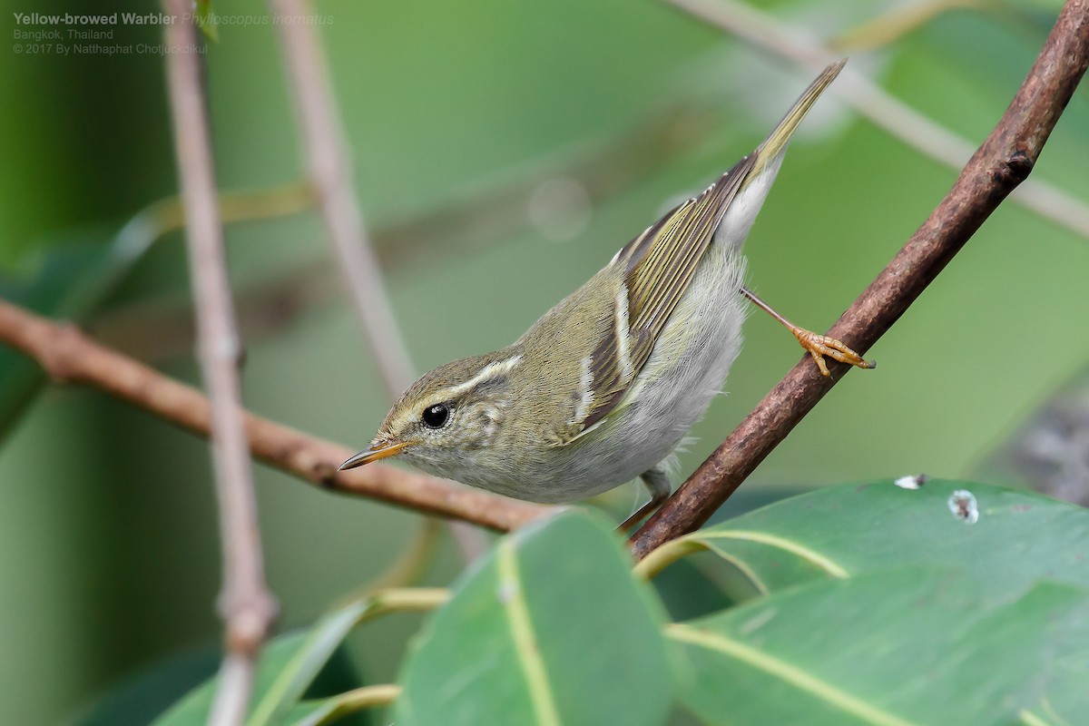 Yellow-browed Warbler - ML57726881