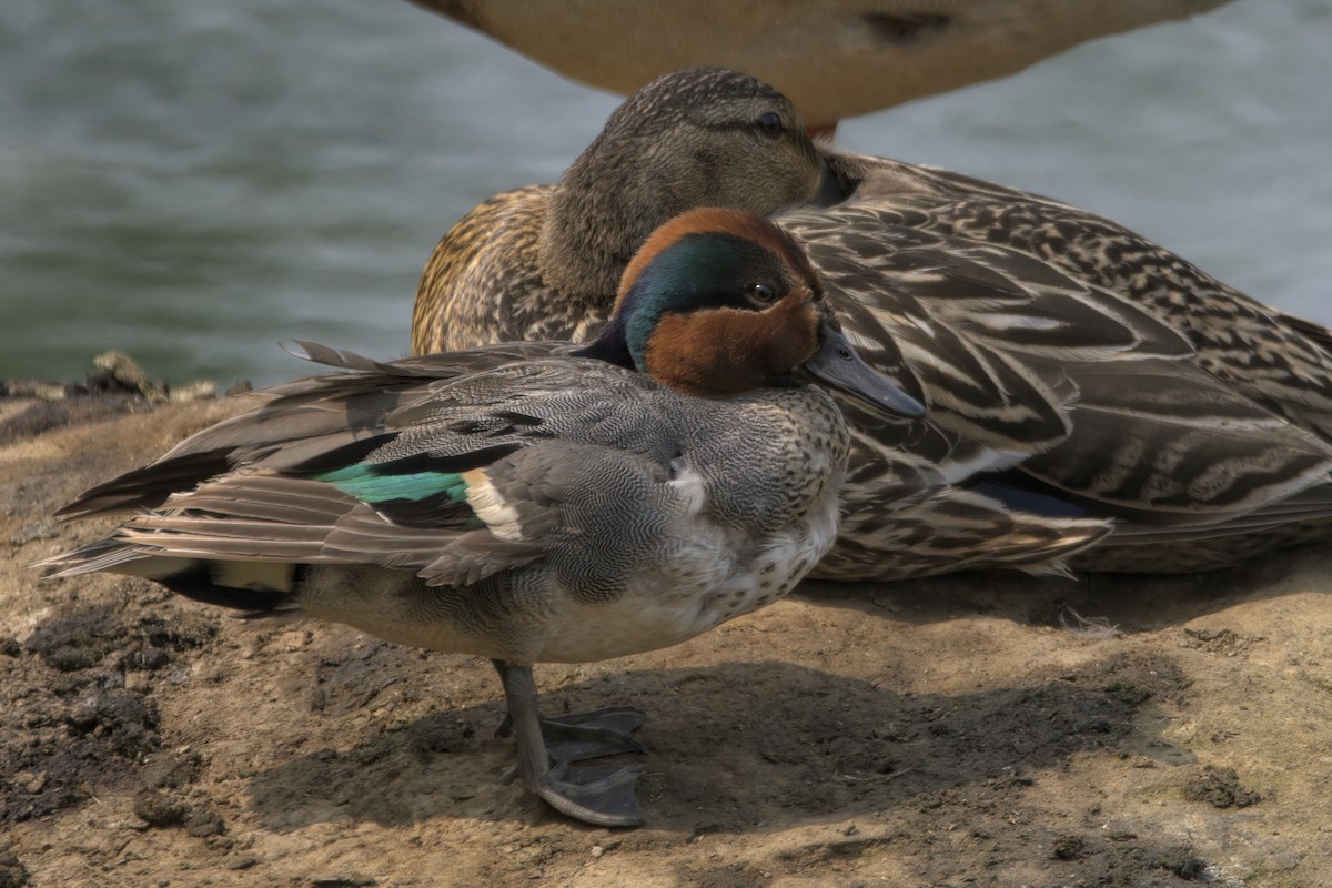 Green-winged Teal - ML577270671