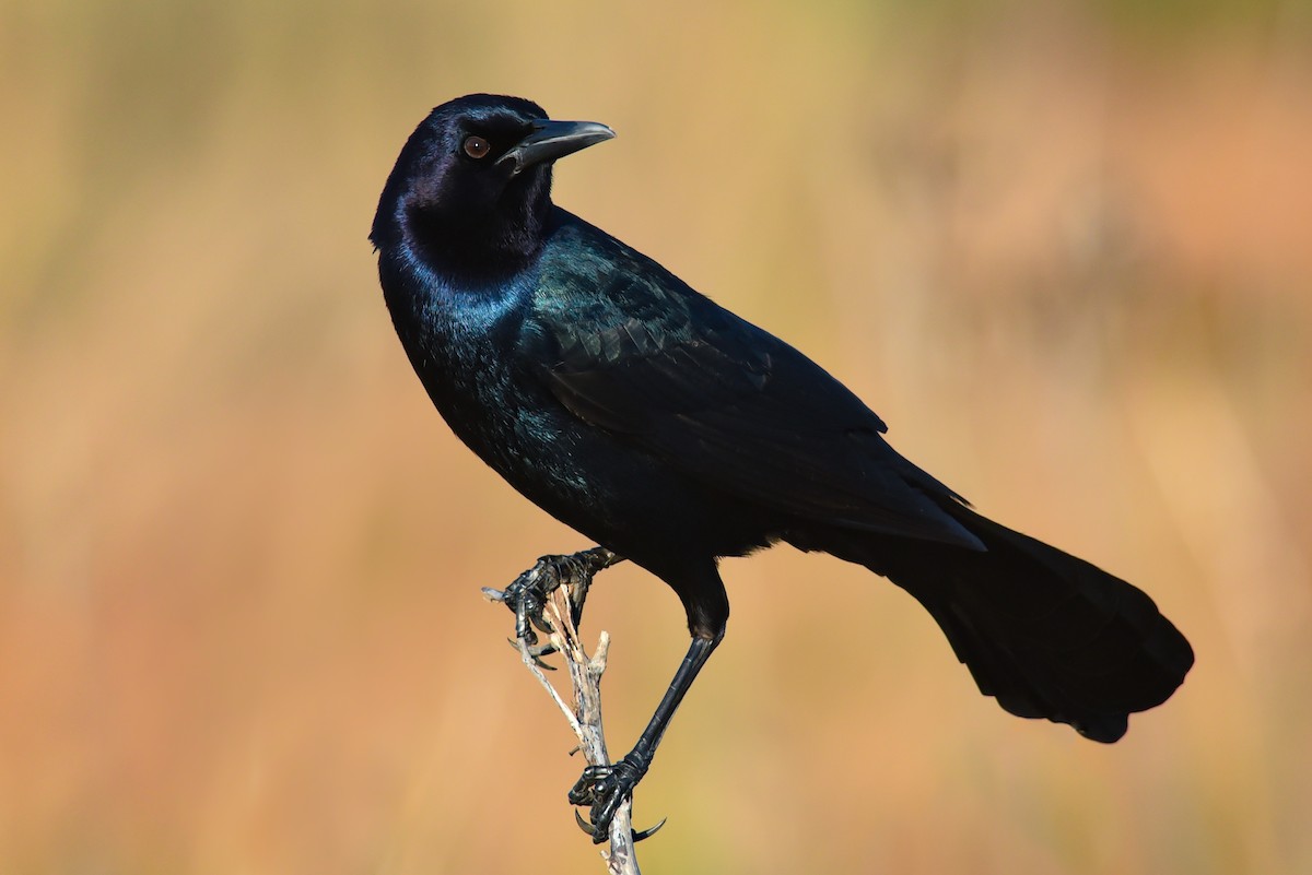 Boat-tailed Grackle - ML577275171