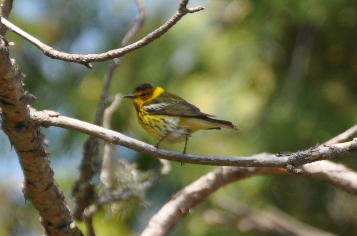 Cape May Warbler - ML577277971