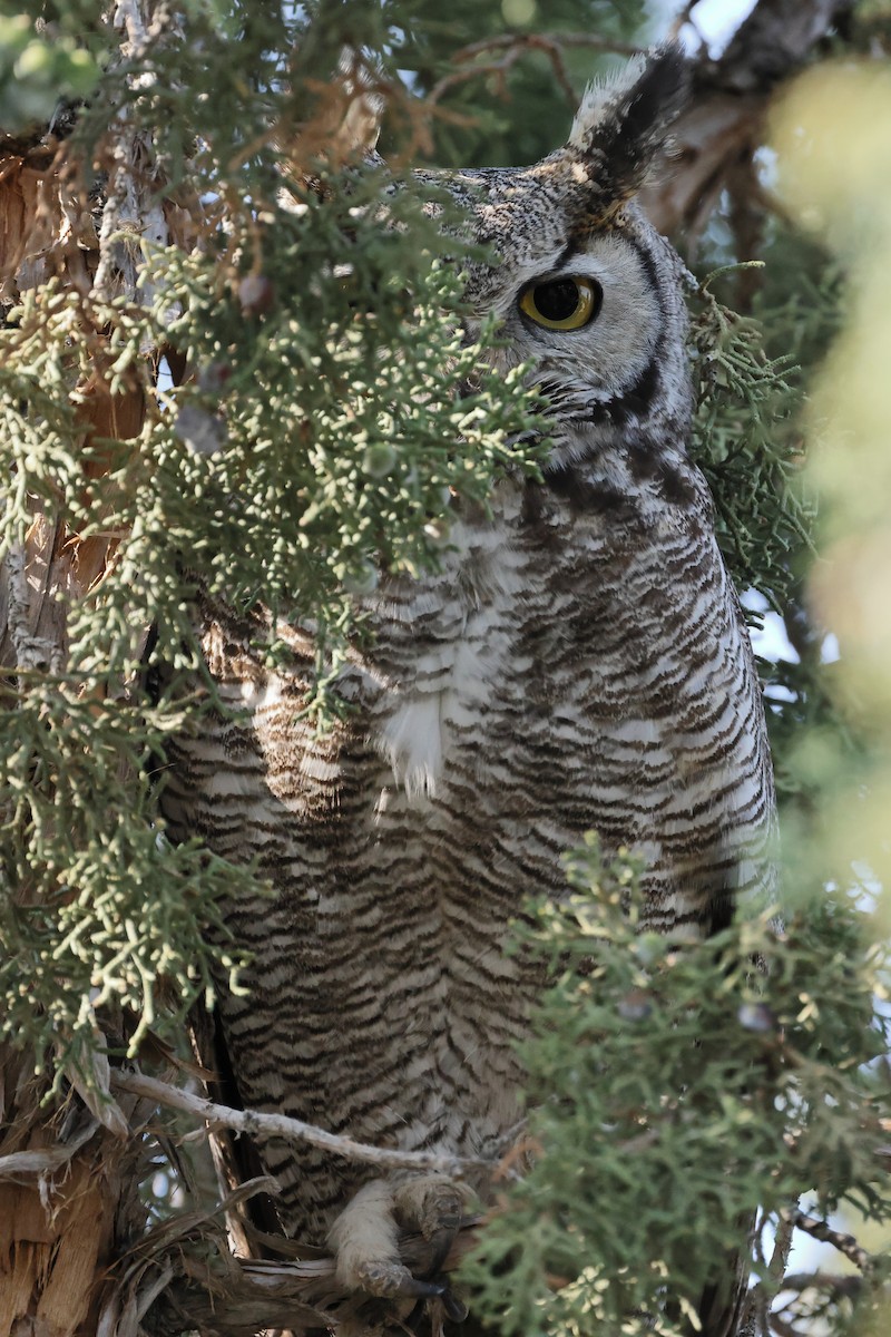 Great Horned Owl - ML577278101