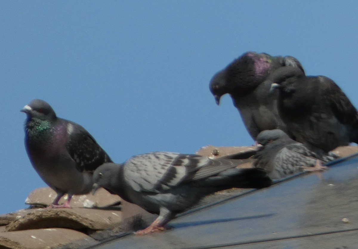 Rock Pigeon (Feral Pigeon) - ML577280671