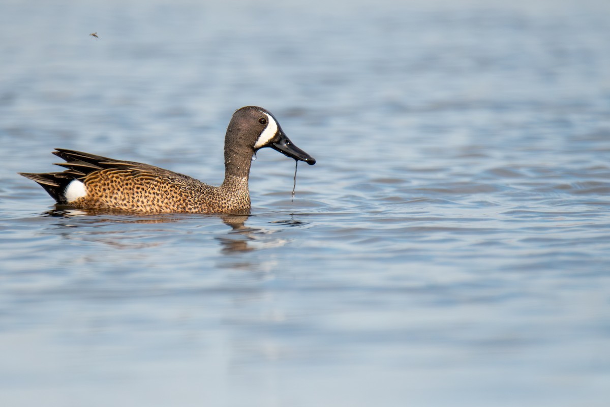 Blue-winged Teal - ML577281181