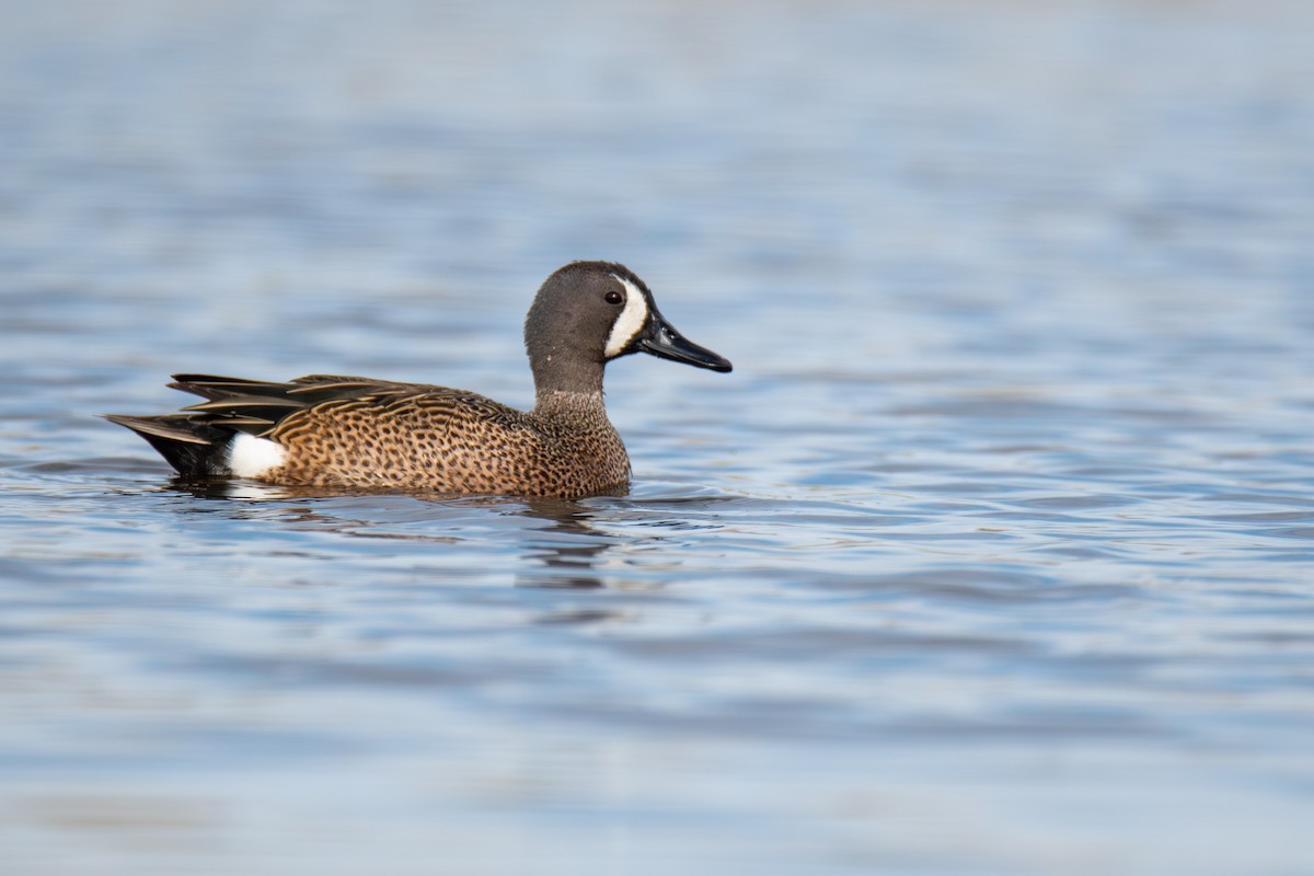 Blue-winged Teal - ML577281221