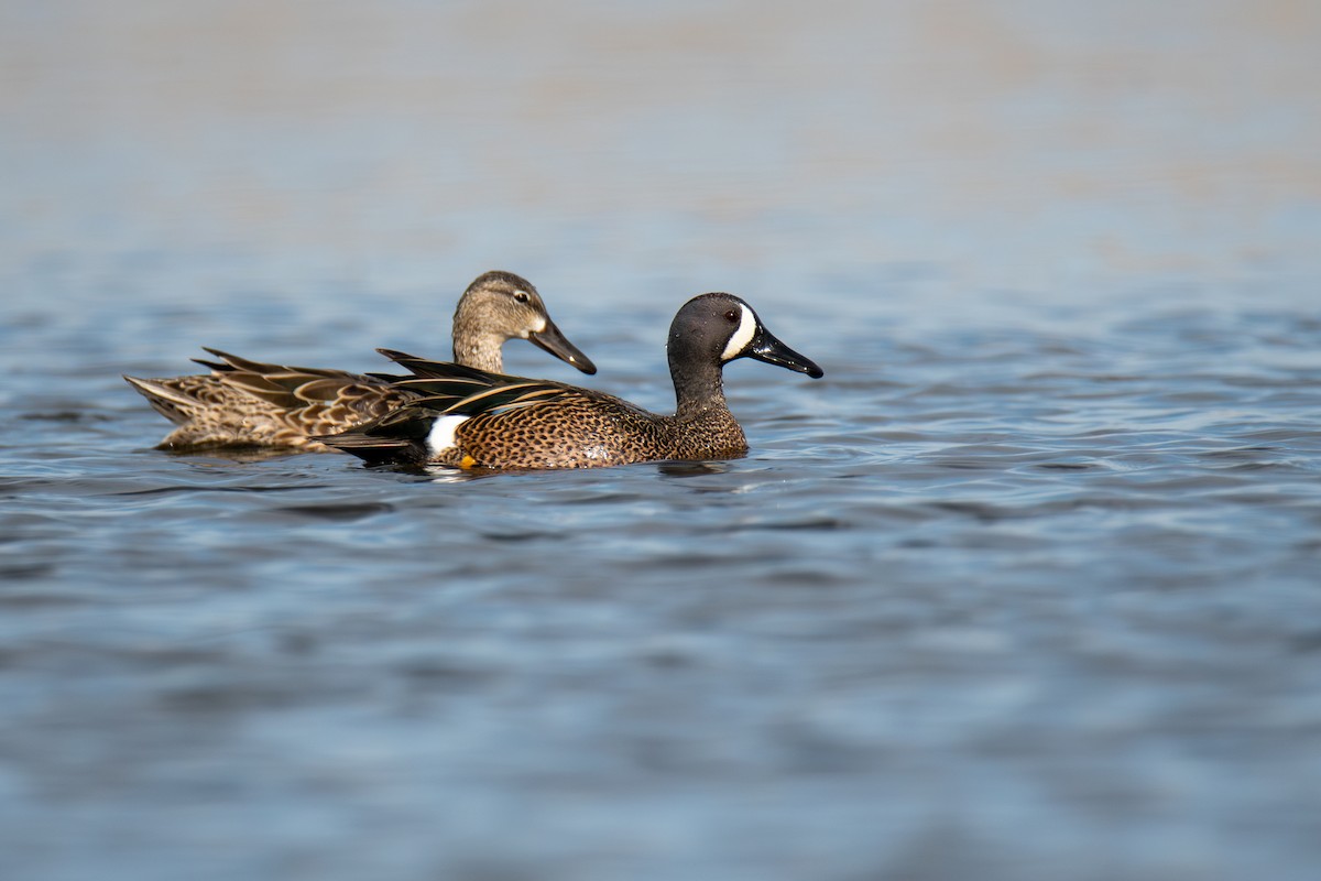 Blue-winged Teal - ML577281341