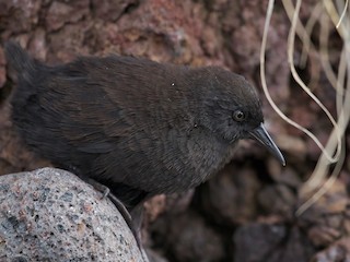  - Inaccessible Island Rail