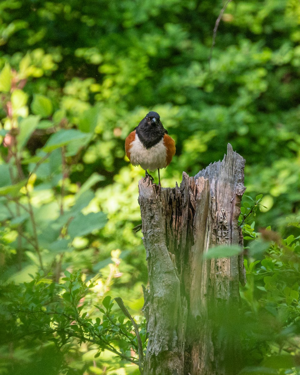 Eastern Towhee - ML577288031