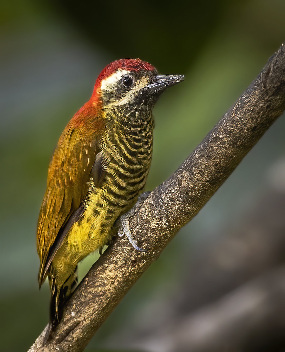 Yellow-vented Woodpecker - ML577289761