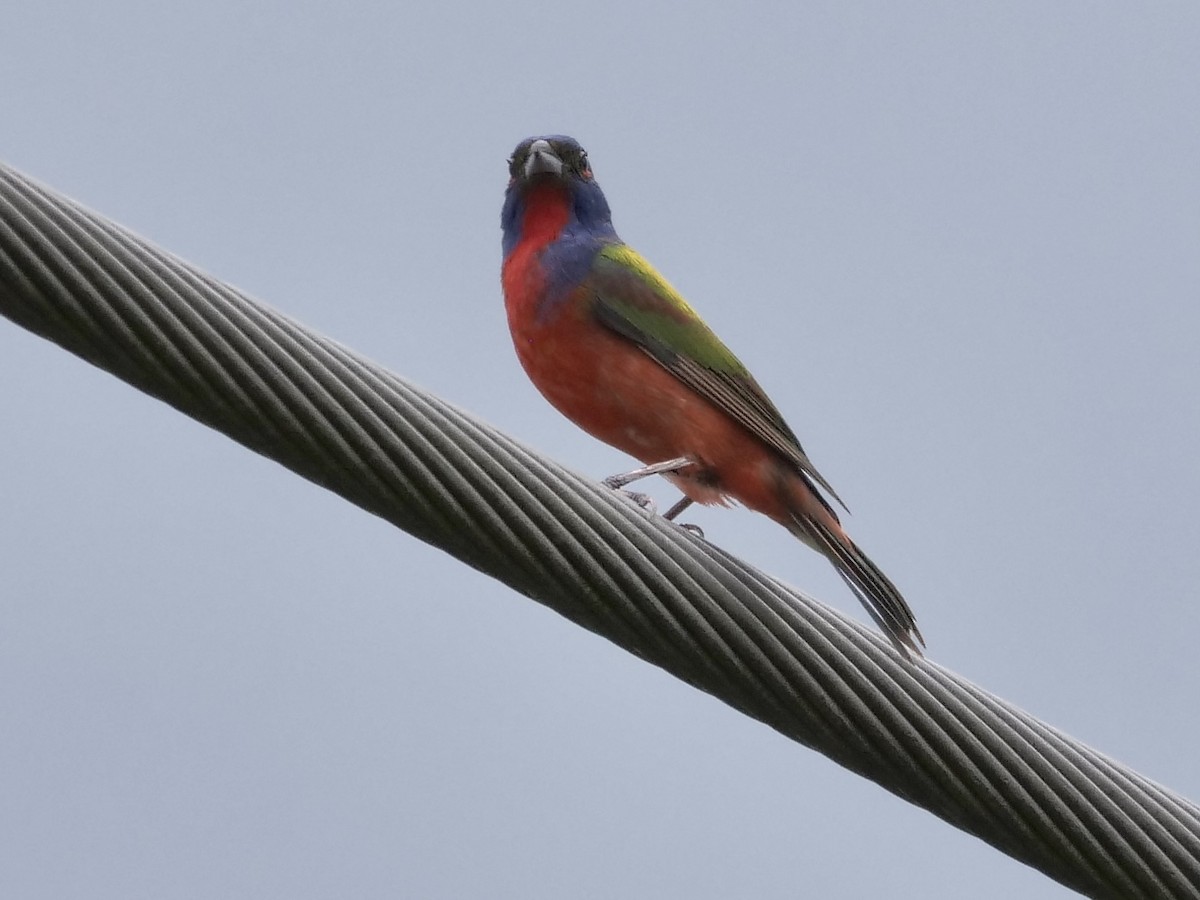 Painted Bunting - ML577296371