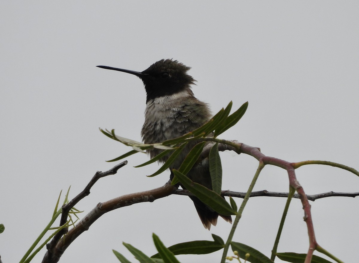 Black-chinned Hummingbird - ML577297681