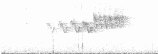 Cerulean Warbler - ML577297971