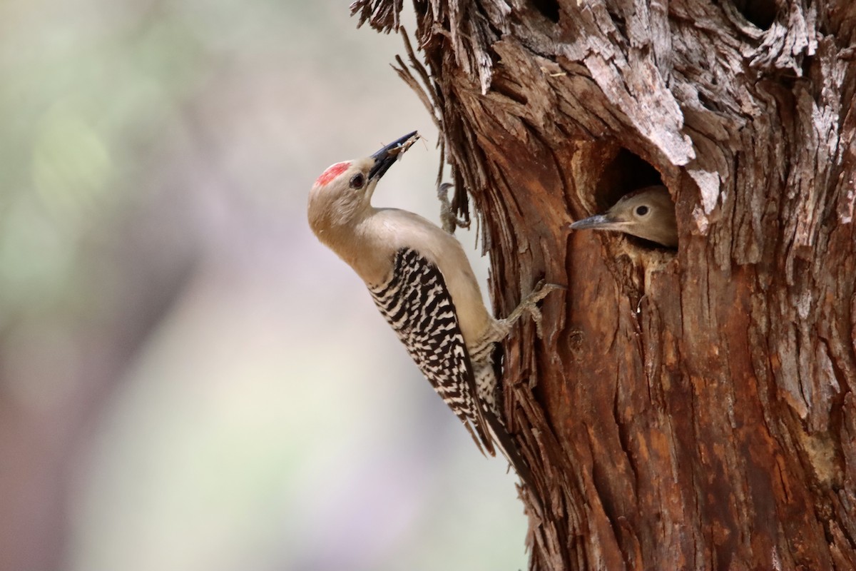 Gila Woodpecker - ML577300431