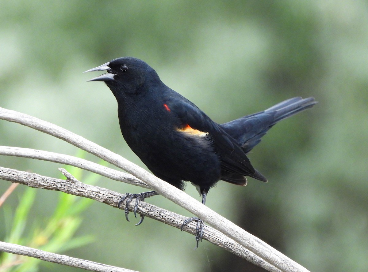 Red-winged Blackbird - ML577300731