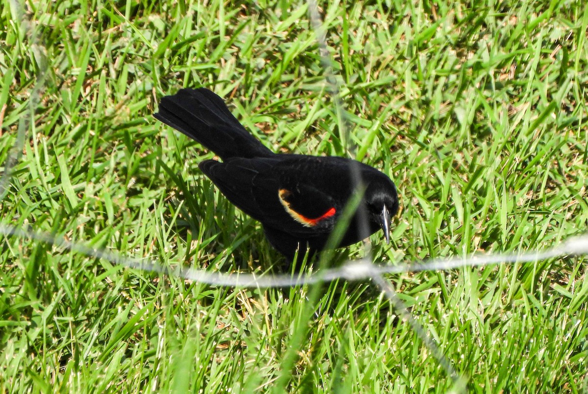 Red-winged Blackbird - ML577300781