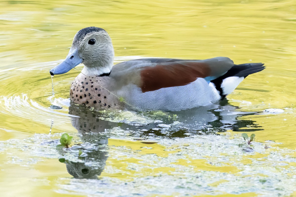 Ringed Teal - Scott Young